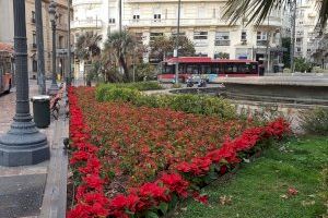 5.000 flors de Nadal "inunden" ja els carrers de València