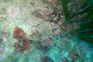 El 78% dels corals del litoral alacantí està afectat pel canvi climàtic