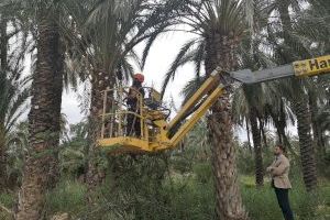 Medio Ambiente realiza trabajos para la retirada de podas y tratamiento fitosanitario en el Palmeral de San Antón de Orihuela