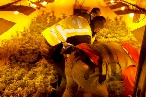 Descubren 500 plantas de marihuana camufladas detrás de un falso tabique en una nave de Sueca