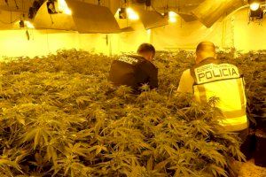Requisen 120 quilos de cabdells de marihuana a l'interior de dos habitatges d'Elx