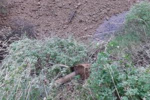 El Consorcio gestor de la Desembocadura del río Mijares reparará las balizas de madera destrozadas en actos vandálicos