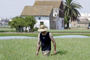 Mil jóvenes valencianos se han incorporado a la agricultura en los últimos años