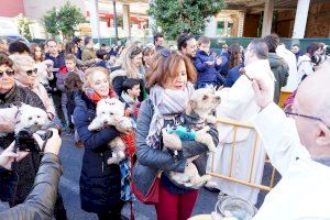 Miles de valencianos participan en la multitudinaria bendición de animales en la fiesta de san Antonio Abad