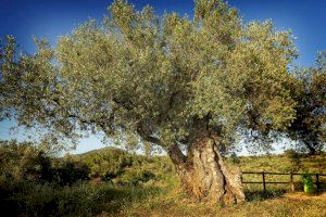 L’Ajuntament de la Jana aprova una moció en defensa d’un preu just per a l’oli d’oliva