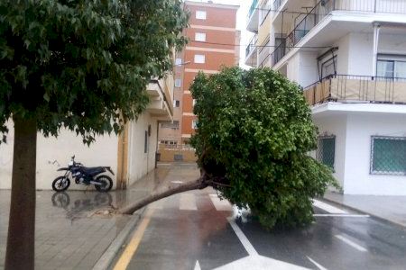 Servicios Técnicos de Vila atiende más de 50 incidencias causadas por el temporal de lluvia y viento