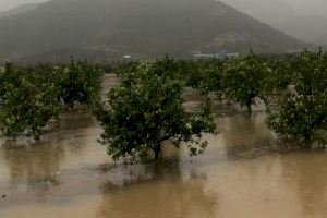Las inundaciones y el granizo recrudecen los daños de la borrasca Gloria a la agricultura valenciana