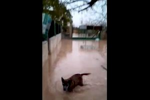 Les pluges inunden la protectora d'animals de Xàtiva