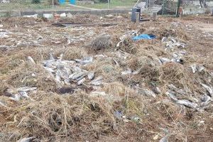El temporal deixa 50 tones de peixos morts a les platges de València