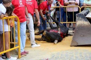 Una asociación animalista denuncia los festejos taurinos de Algemesí