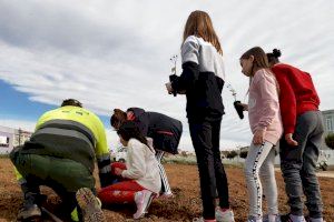 Benicarló celebra el Dia de l’Arbre plantant 600 carrasques