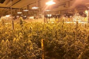 Desmantelan una importante plantación de marihuana en Chiva