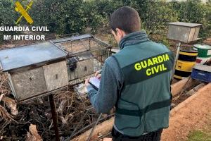 La Guardia Civil detiene a dos personas por la sustracción de más de 130 palomos deportivos  en la provincia de Valencia