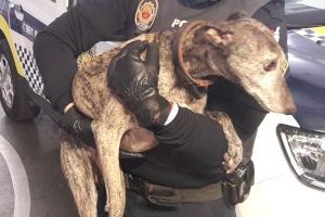 La Policía Local rescata un perro que estaba sufriendo maltrato por su dueño en Alaquàs