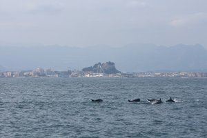 Varios grupos de delfines se dejan ver frente a la costa de Dénia
