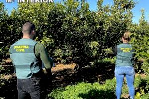 La Guardia Civil investiga a una persona por el robo de 5.000 euros en mandarinas