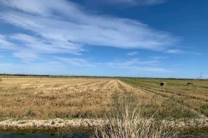 Catarroja impulsarà noves mesures per a la campanya 2020 de recollida de la palla d’arròs