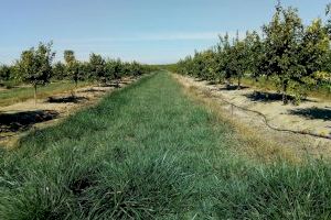 Abonaments verds en l’agricultura per a reduir l’efecte d’hivernacle