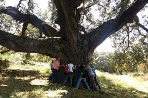 La Comunitat Valenciana, un pulmón verde de 2000 árboles únicos y monumentales