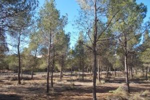 La Diputación de Alicante invierte 40.000 euros en la mejora y ordenación forestal del monte El Plano de Sax