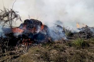 Xicotet incendi a la Marjal de Gandia