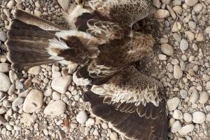 Apareix una àguila calçada morta al Paisatge Protegit de la Desembocadura del riu Millars