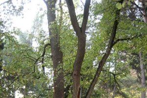 El  Catàleg d'Arbres Monumentals de la Comunitat Valenciana inclou 11 exemplars i 4 arbredes de Llíria en la seua última actualització