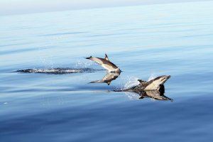 La Universitat de València aportarà la base científica per a la protecció de cetacis al Mediterrani