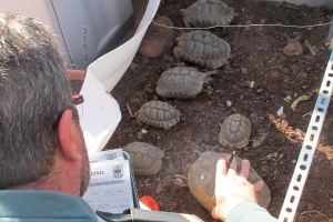 Investigan a un hombre por tener 25 tortugas de especie protegida en su casa de Puzol