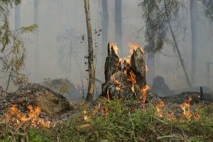 El Consejo de Ministros autoriza el encargo para el funcionamiento del dispositivo de extinción y prevención de incendios forestales