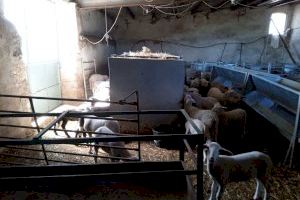 FEPAC-ASAJA detecta un descenso de venta en ovino, bovino y caprino entre la ganadería provincial