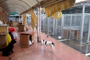 Pacma denuncia que Ribó vol ocultar el "deplorable" estat del refugi animal de València
