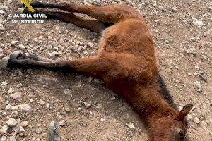 La Guardia Civil investiga un posible delito de maltrato animal en una explotación ganadera de Torremanzanas