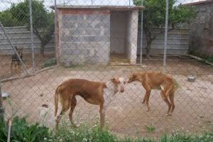 L'aiguat i el confinament asfixien a una protectora d'animals de Burriana