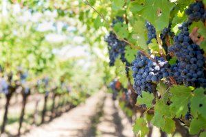 Agricultura convoca las ayudas a la reestructuración y reconversión de viñedo