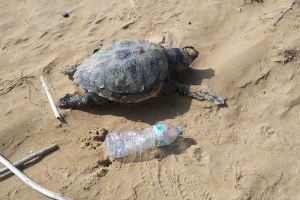 Aparece sin vida un ejemplar de tortuga boba en la playa de Torrevieja