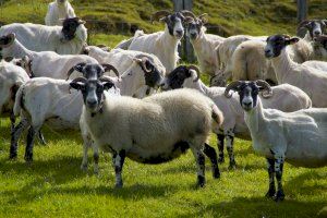 El Ministerio de Agricultura, Pesca y Alimentación establecerá ayudas directas para los ganaderos de ovino y caprino