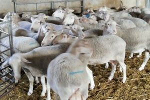 LA UNIÓ pide cambios en las ayudas para los productores de ovino-caprino porque quedarían fuera gran parte de los ganaderos de la Comunitat Valenciana