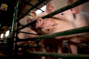 China autoriza la exportación de carne y productos del porcino a ocho nuevos establecimientos españoles