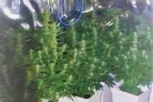 Descubren en un piso de Elda una cultivo de 200 plantas de marihuana