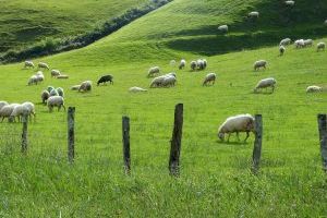 El Ministerio de Agricultura, Pesca y Alimentación destinará 10 millones de euros para ayudar a los ganaderos de ovino y caprino