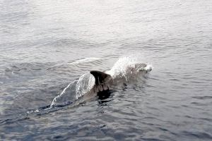 Aumenta el avistamiento de delfines en la costa alicantina