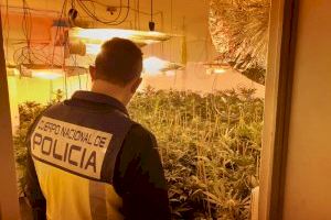 La Policía Nacional desmantela un cultivo de marihuana en la zona norte de la ciudad de  Alicante
