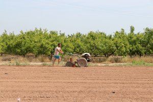 El cultivo de la chufa se ha iniciado de forma experimental en 4 hanegadas del término municipal de Sagunto