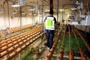 La Policía Nacional desmantela una plantación indoor de marihuana en Foios y detiene a tres personas