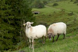 El Gobierno aprueba ayudas para ganaderos de ovino y caprino con dificultades de comercialización por COVID-19