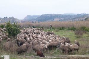 LA UNIÓ considera ridícula la ayuda del Ministerio de Agricultura para el sector del ovino-caprino por el COVID 19