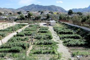 El Ayuntamiento de Elda abre los huertos ecológicos municipales por turnos para evitar aglomeraciones