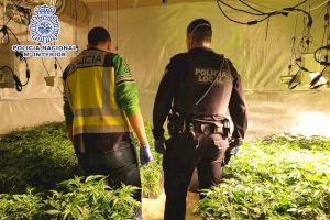 La Policía Nacional desmantela varios cultivos hidropónicos de marihuana con más de 1.200 plantas y detiene a sus  ocho responsables