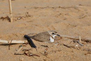 Aparecen nidos de Chorlitejos Patinegros en plena Playa de la Mata frente al Molino del Agua de Torrevieja